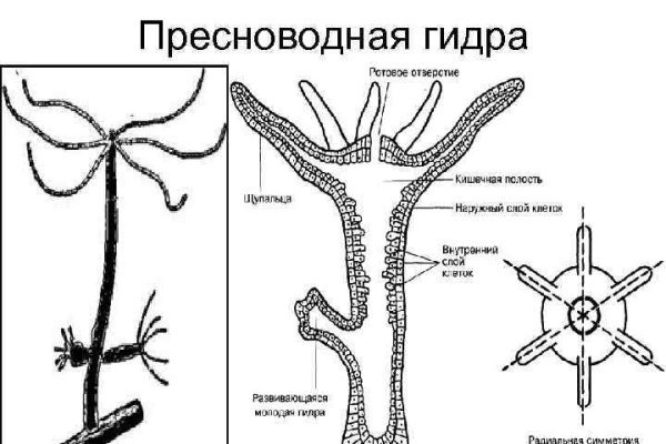 Кракен через тор браузер